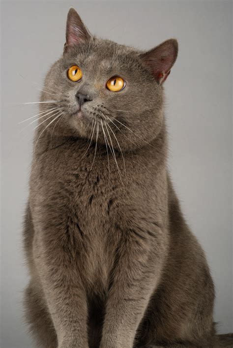 Chartreux Cat Breed Profile | Litter-Robot