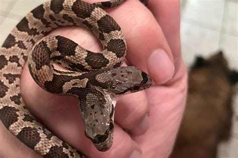 Two-headed snake discovered in Louisiana backyard