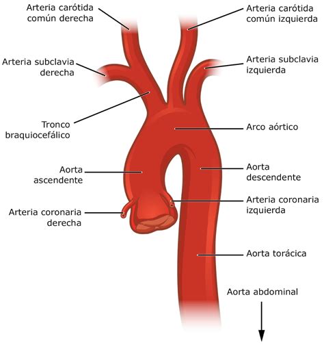 ramas aorta abdominal - Búsqueda de Google | Arteries anatomy ...