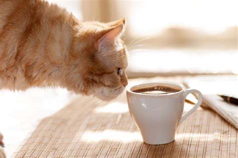 Is Coffee Bad for Cats? What Happens to a Cat on Caffeine?