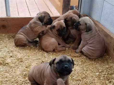 Boerboel For Sale in Cuyahoga County (3) | Petzlover