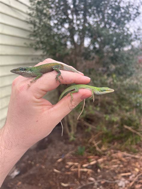 Green Anoles For Sale | American Reptile Distributors