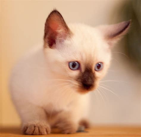 kitten from my Traditional Chocolate Siamese | Siamese kittens, Kittens cutest, Kittens