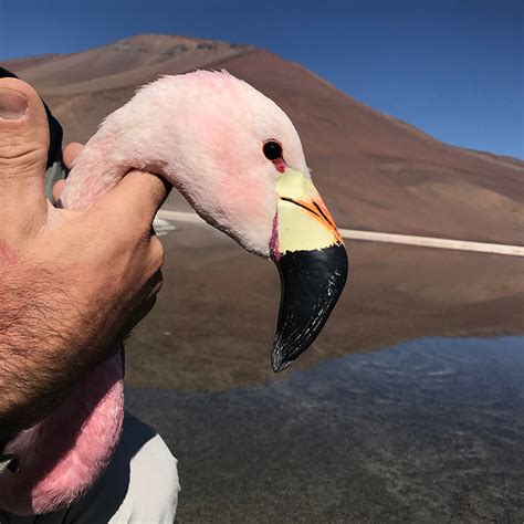 IU researcher tracks rare Andean flamingos facing threats: 2022 News ...