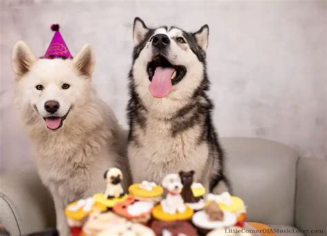 7 Funny Happy Birthday Songs for a Dog