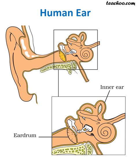 How do humans hear sounds? - Science Notes by Teachoo - Concepts