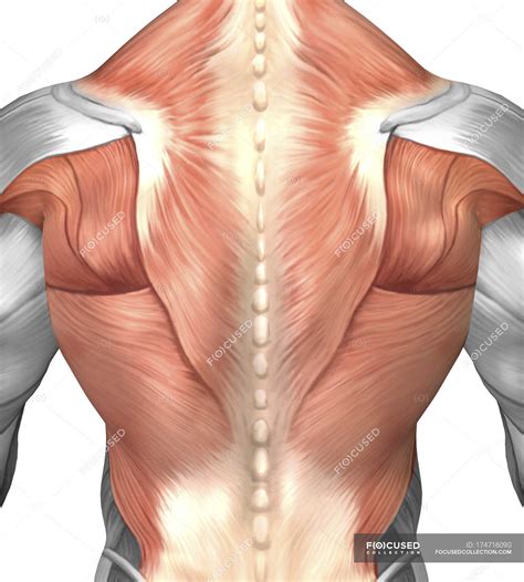 Lower Back Muscles Labeled Educational Anatomical Scheme Vector | Porn Sex Picture