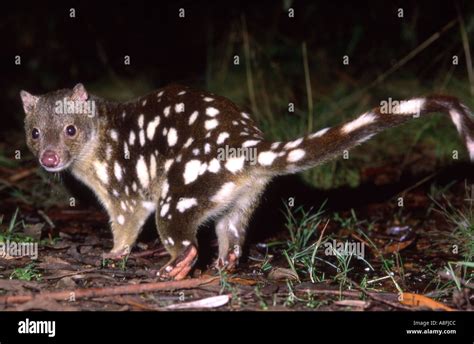 Spotted tiger quoll Dasyurus maculatus maculatus New England National ...