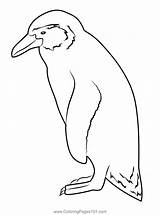 Penguin Coloring Page For Kids  Free Penguins Printable Pages sketch template