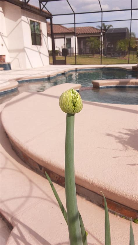 My onion plant is in the middle of blooming its new flowers. : r/pics