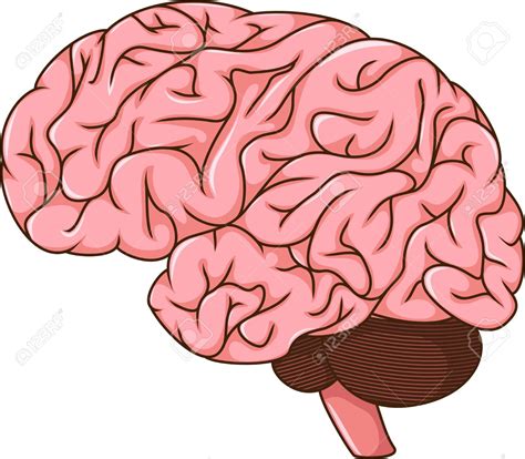 Human Brain ClipArt