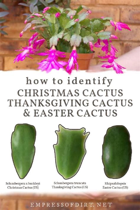 Christmas Cactus vs. Thanksgiving Cactus: How to Identify Your Plant