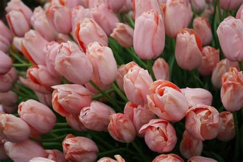 Poisonous Godiva | Tulips, Pink tulips, Flowers