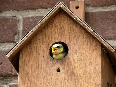 Free Images : wing, wood, birdhouse, shape, old world flycatcher, pimpelmeesje, perching bird ...