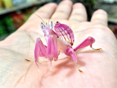 A rare adult orchid mantis from Malaysia. Beautiful specimens such as this are rare because ...
