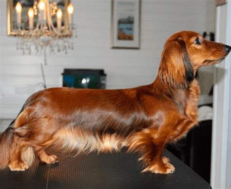 How Often Do You Need To Professionally Groom A Dachshund