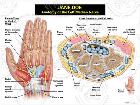 anatomy of hand nerves - ModernHeal.com