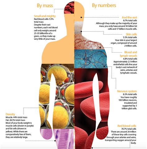 The Human Body: How many cells do you have? – How It Works | Human body, Body, Human