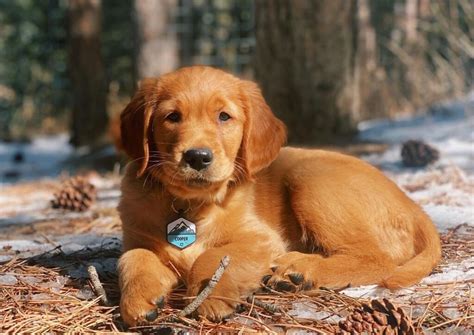 17 Best Red Golden Retriever Breeders