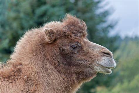 Bactria Camels Stock Photos - Free & Royalty-Free Stock Photos from ...