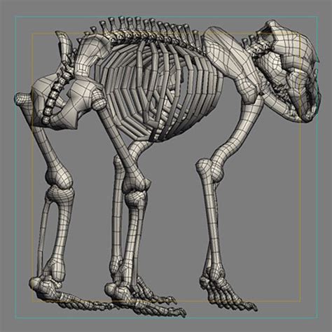 bear skeleton anatomy - Google Search | Skeleton anatomy, Bear, Artwork