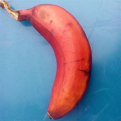 How to Know When a Red Banana is Ripe