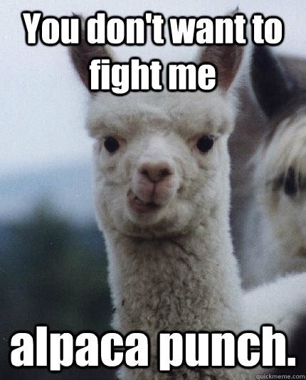 ALPACA memes | quickmeme