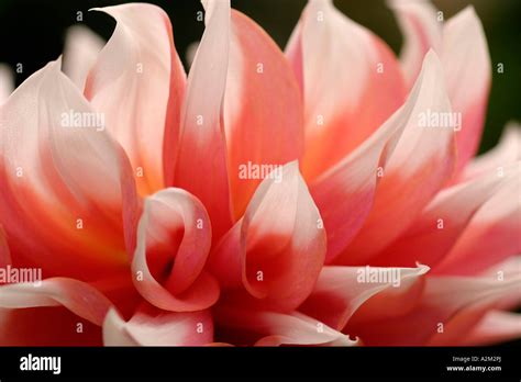 Dahlia Holland Festival Stock Photo - Alamy