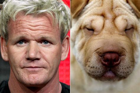 Why these dogs look like celebrities is a mystery we all want solved - The Poke