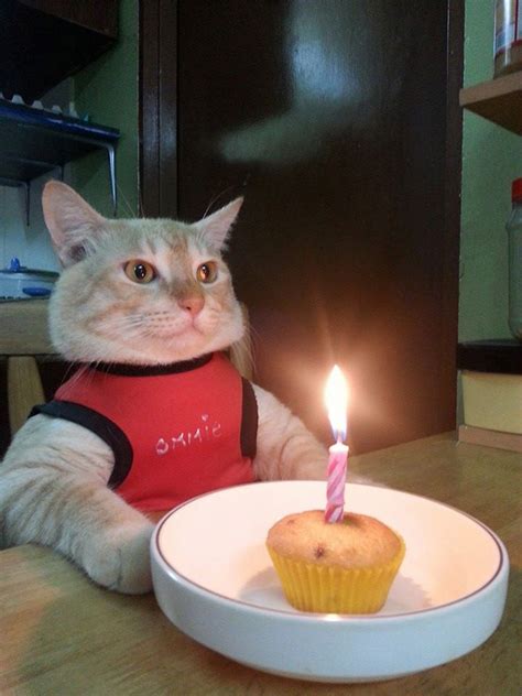 Sad Birthday Cat