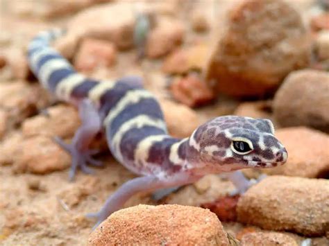 Texas Banded Gecko