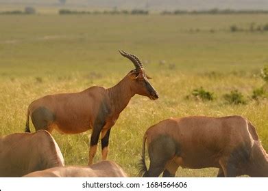 Hartebeest Murchison Falls National Park Safari Stock Photo 108408479 | Shutterstock