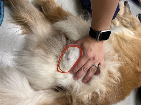 Inguinal Lymph Nodes In Dogs: Causes, Symptoms, and Treatment