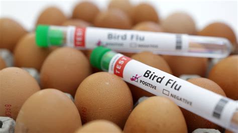 First case of avian flu detected on US commercial poultry farm since ...