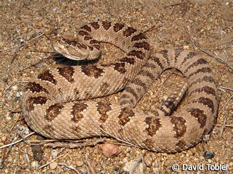 Great Basin Rattlesnake - Crotalus oreganus lutosus