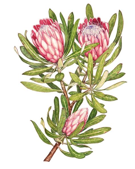 Taking up Botanical Art: Proteaceae | Botanical art, Botanical drawings, Botanical painting