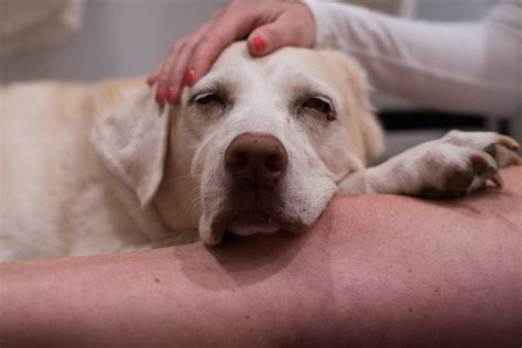 Skin cancer in dogs: causes & prevention | ManyPets