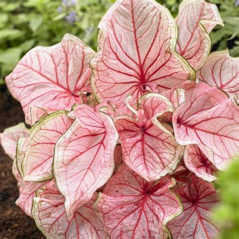 Pink Caladium Leaf