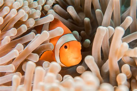 How clownfish grow to match their environments