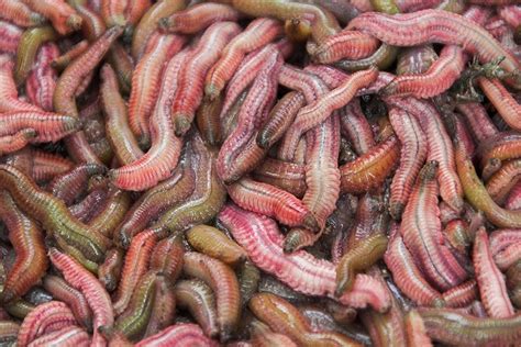 Unveiling the Mystery: Worms in Rice - SHOCKING Explanations