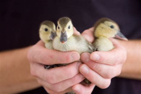 Dying ducklings of world’s rarest bird need new wetland home | WWT