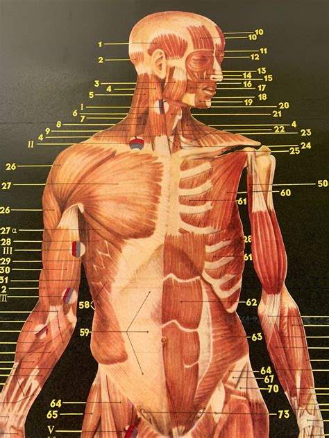 30 Muscle Anatomy Chart In 2020 Muscle Anatomy Muscle - vrogue.co