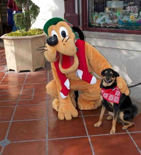 My dog smiling with Pluto - Imgur | Funny animals, Dog meet, Funny dog ...