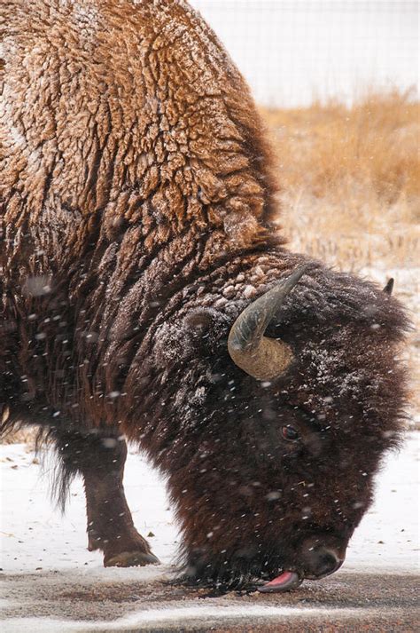 Wall Art, Canvas Print, Bison, Animal Photography, Bison In Snow Photograph by Tom Potter - Fine ...