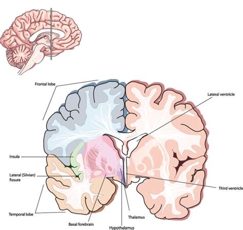 Parietal Lobe - The Definitive Guide | Biology Dictionary