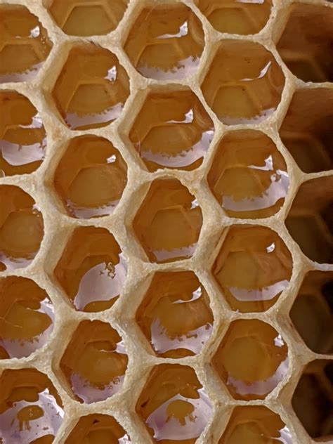 A beehive filled with fresh honey! : r/oddlysatisfying