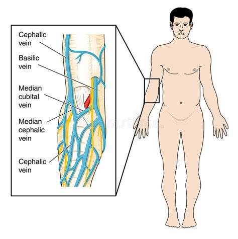 Veins of the Antecubital Fossa Stock Vector - Illustration of median, cephalic: 10836456