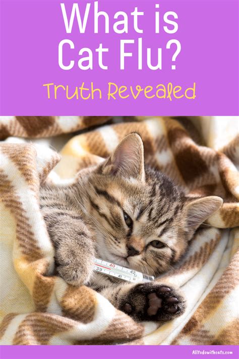 Can cats get flu the truth revealed about this common question – Artofit