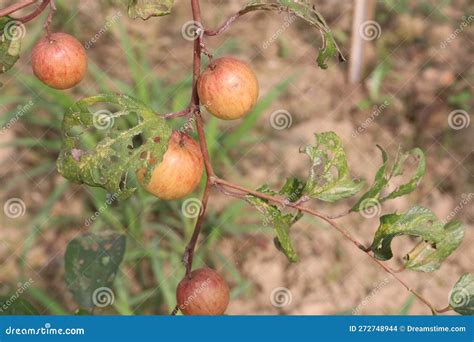 Tasty and Ripe Ziziphus Mauritiana Fruit on Tree in Farm Stock Photo - Image of food, exotic ...