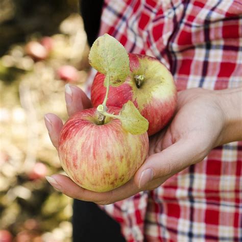 13 Heirloom Apple Varieties for the Perfect Pie